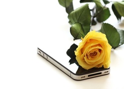 Żółta, Róża, Telefon