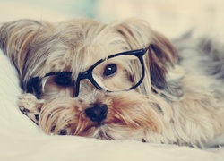 Pies, Okulary, Yorkshire Terrier