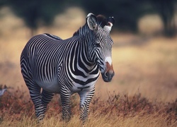 Zebra, Trawa
