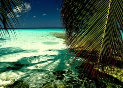 Morze, Wyspa, Palmy