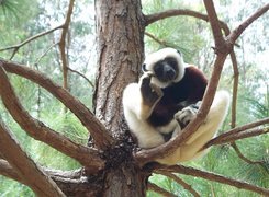 Lemur, Sifaka, Na, Drzewie