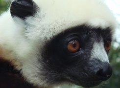 Lemur, Sifaka, Głowa