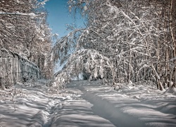 Las, Płot, Zima