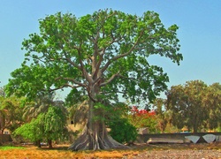 Baobab