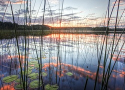 Wschód, Słońca, Jezioro, Szuwary