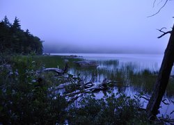 Stany Zjednoczone, Stan Maine,  Park Narodowy Acadia, Jezioro, Roślinność, Mgła