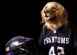 Pies, Golden retriever, Koszulka, Kask