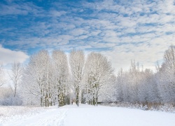 Drzewa, Śnieg, Niebo, Zima