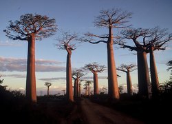 Drzewa, Baobab, Droga