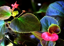 Begonia