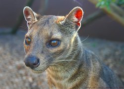 Fossa