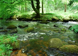 Rzeka, Las, Kamienie