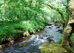 Rzeka, Park, Kamienie