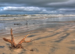 Morze, Plaża, Korzeń, Drzewa