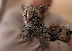Malutki, Ocelot