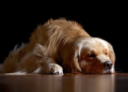 Pies, Golden, Retriever