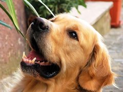 Pies, Golden, Retriever