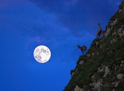 Księżyc, Góry, Kozy