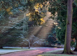 Prześwitujące, Promienie Słońca, Park, Alejka