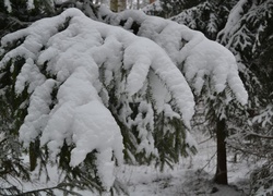 Ośnieżone, Gałęzie, Świerku