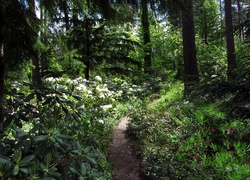 Las, Ścieżka, Różaneczniki