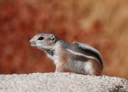 Chipmunk, Wiewiórka, Ziemna