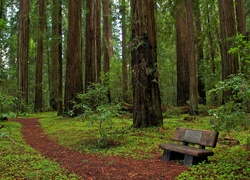 Park, Ławeczka, Kalifornia