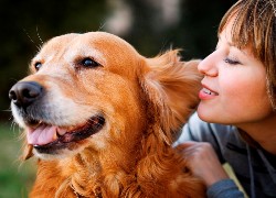 Pies, Golden, Retriever, Dziewczyna