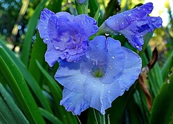 Kwiat, Niebieski, Mieczyk
