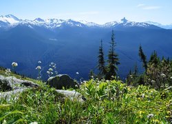 Skały, Roślinność, Góry, Kanada