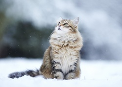 Kotek, Ździwienie, Śnieg, Zima