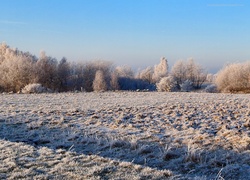 Pola, Drzewa, Zima