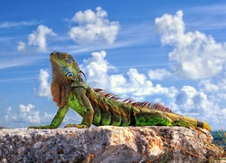 Iguana, Skała, Chmury