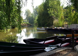 Rzeka, Kajaki, Drzewa