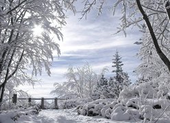 Drzewa, Krzewy, Płotek, Śnieg