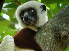 Lemur, Sifaka