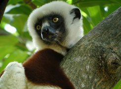 Lemur, Sifaka