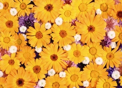 Żółte, Kwiaty
