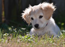 Biały, Szczeniaczek, Trawa, Golden Retriever