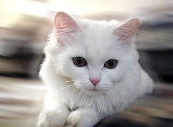 Biały, Kotek