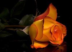 Kwiat, Pomarańczowa, Róża