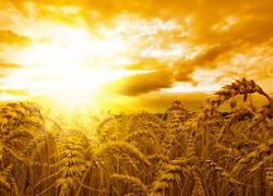 Promienie Słońca, Kłosy, Zbóż