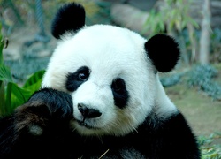 Miś, Panda