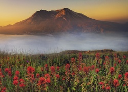 Góra, Mgła, Kwiatki