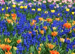 Kolorowe, Kwiaty, Tulipany, Szafirki