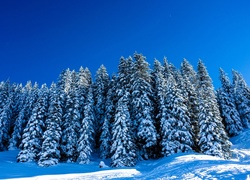 Świerki, Śnieg, Zima