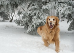 Rudy, Pies, Zima, Golden Retriever