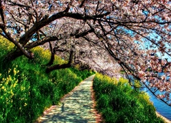 Wiosna, Ścieżka, Kwitnące, Drzewo, Roślinność