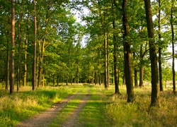 Las, Drzewa, Trawa, Ścieżka