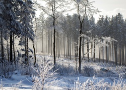 Las, Śnieg, Zima